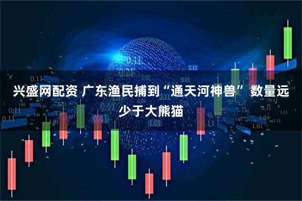 兴盛网配资 广东渔民捕到“通天河神兽” 数量远少于大熊猫